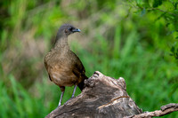 Chachalaca, Plain 20230414-33167