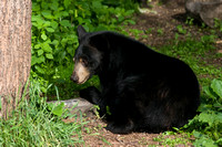 Black Bear 20060609-1165