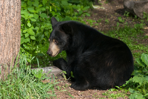 Black Bear 20060609-1165
