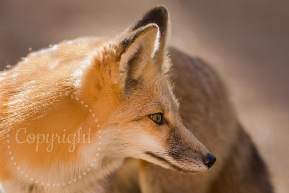Red Fox 20080930-6498