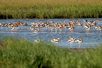 American Avocet 20230419-36798