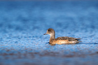 American Widgeon 20240905-30018
