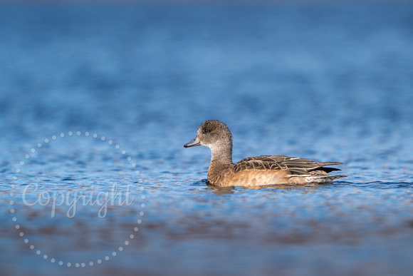 American Widgeon 20240905-30018