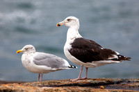Greater Black-backd Gull 20100924-7546