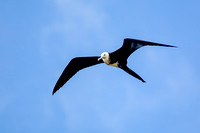 Magnificent Frigatebird 20080221-8983
