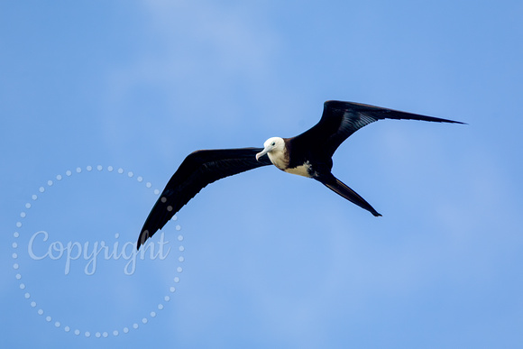 Magnificent Frigatebird 20080221-8983