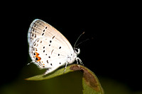 Eastern Tailed Blue 20110809-9087