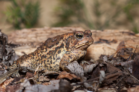 American Toad 20140503-8847