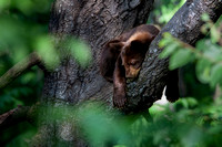Black Bear 20070717-0878