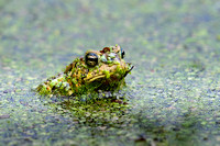 American Toad 20200521-00391