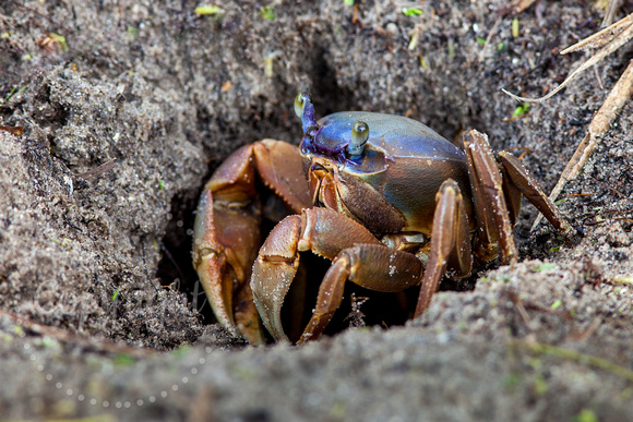 Blue Land Crab 20130429-6436