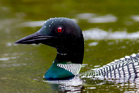 Birds (Waterfowl)