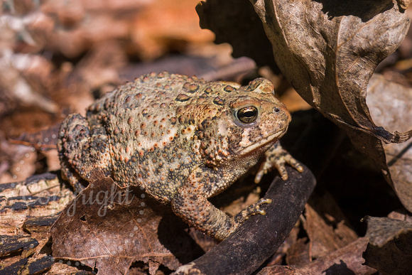 American Toad 20050827-7620