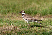 Killdeer 20230419-36162