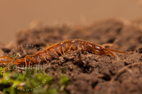 Centipede 20110510-5077