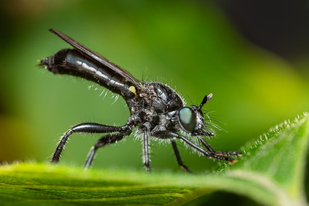 A large, long-legged black fly sitting on a green leaf.