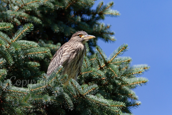 Black-crowned Night Heron 20190711-0080