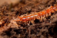 Centipede 20110510-5069