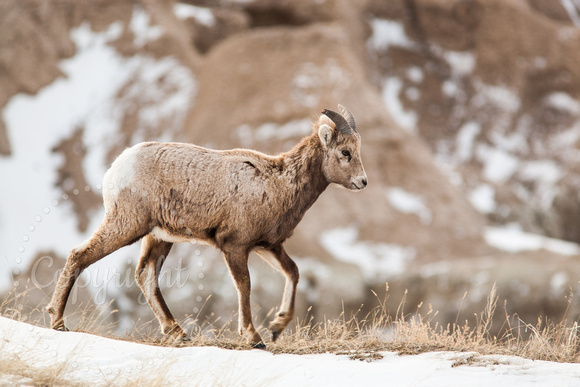 Bighorn Sheep 20090303-6255
