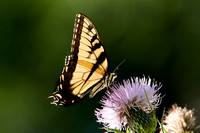 Eastern Tiger Swallowtail 20110824-9853