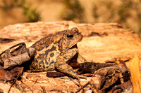 American Toad 20140503-8889