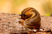 Slug 20110510-5126