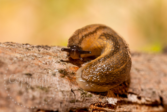 Slug 20110510-5126