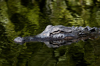 American Alligator 20080223-9487