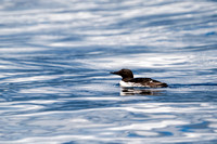Common Murre _DS39051