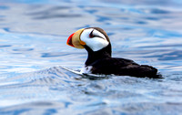 Horned Puffin _DS39528