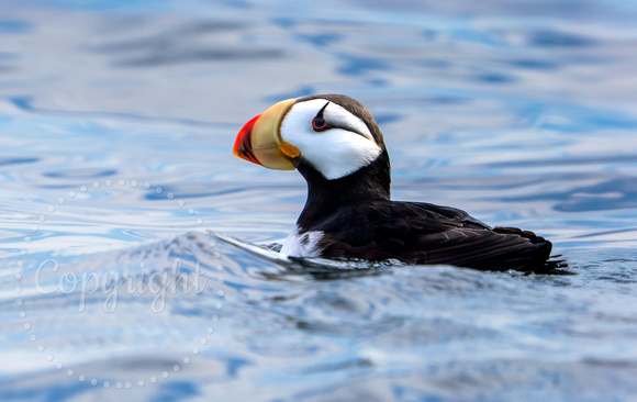 Horned Puffin _DS39528