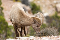 Bighorn Sheep 20070924-5421