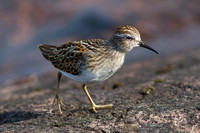 Least Sandpiper 20170813-5821