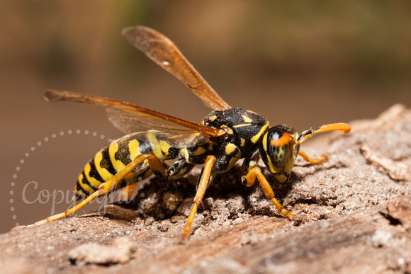 European Paper Wasp 20120805-2815