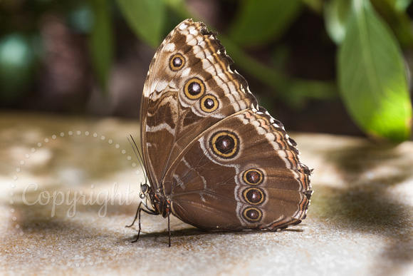 Common Morpho (captive) 20090914-4012