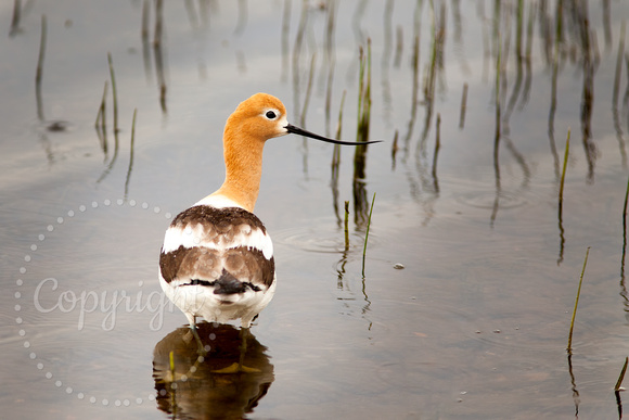 American Avocet 20100609-3229