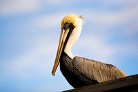 Brown Pelican 20080219-8637