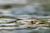 American Toad 20200521-00305