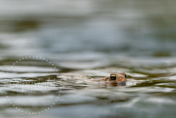 American Toad 20200521-00305