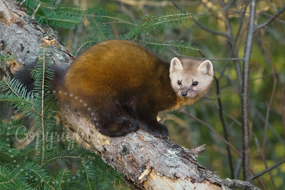 American Marten 20231207-30867