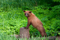 Black Bear 20060609-1230