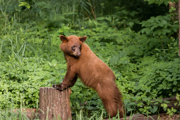 Black Bear 20060609-1226
