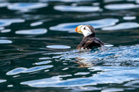 Horned Puffin _DS39503