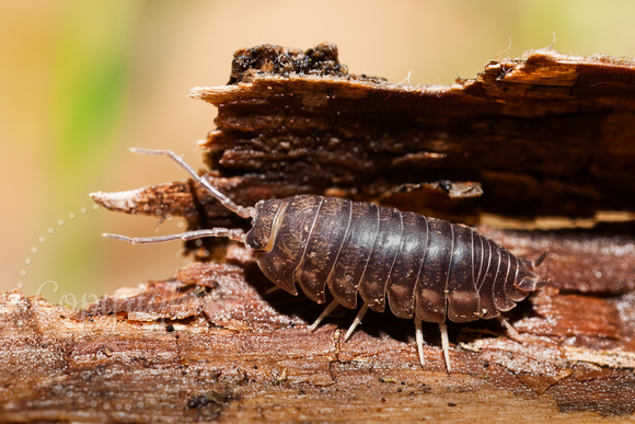 Pillbug 20110430-4830