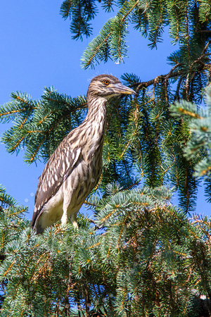 Black-crowned Night Heron 20150705-7194
