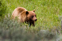 Black Bear 20070614-9097
