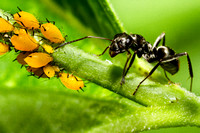 Ants and Aphids IMG_1473