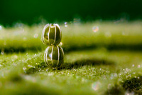 Eastern Comma Butterfly Eggs 20180805-0018