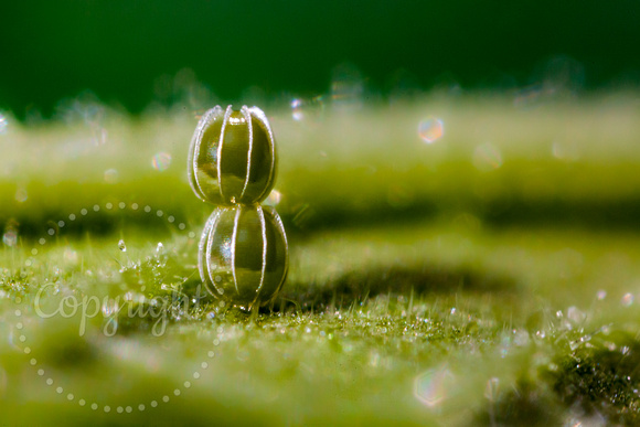 Eastern Comma Butterfly Eggs 20180805-0018
