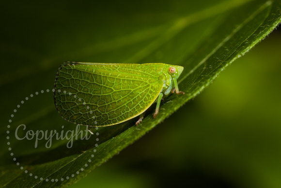 Acanaloniid Planthopper 20180902-0914